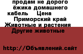 продам не дорого ёжика домашнего кабель  › Цена ­ 3 000 - Приморский край Животные и растения » Другие животные   